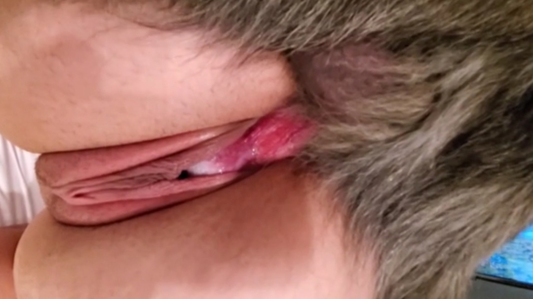 兽交特写，这狗的蝴蝶结看着是真刺激啊封面图