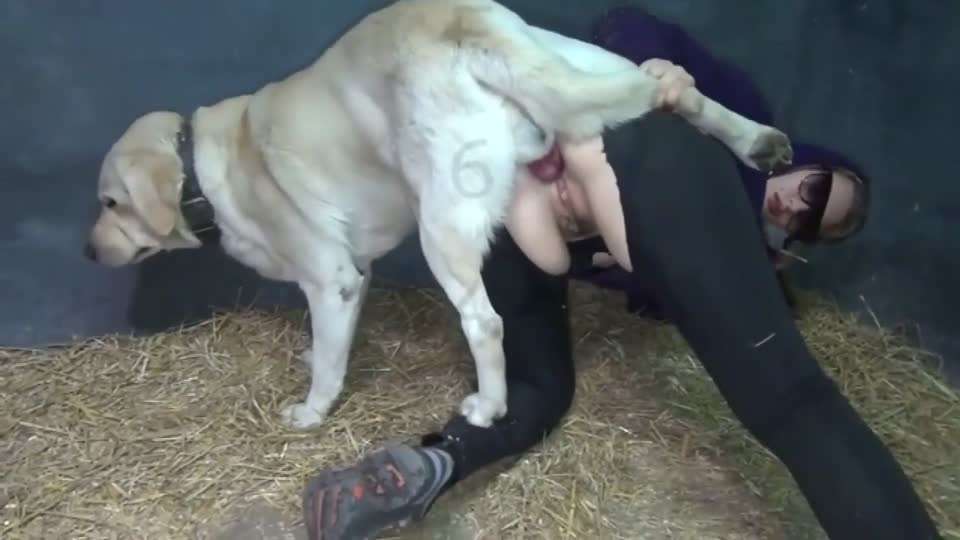 女人和猪pig狗dog封面图