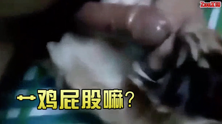 艹鸡屁股嘛封面图