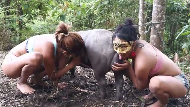 大洋马的人与动物封面图