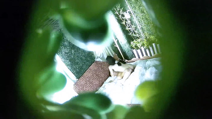 酒店偷拍绿叶房纹身猛男约炮白嫩少妇像被强暴哭腔式叫床看得我一头雾水封面图